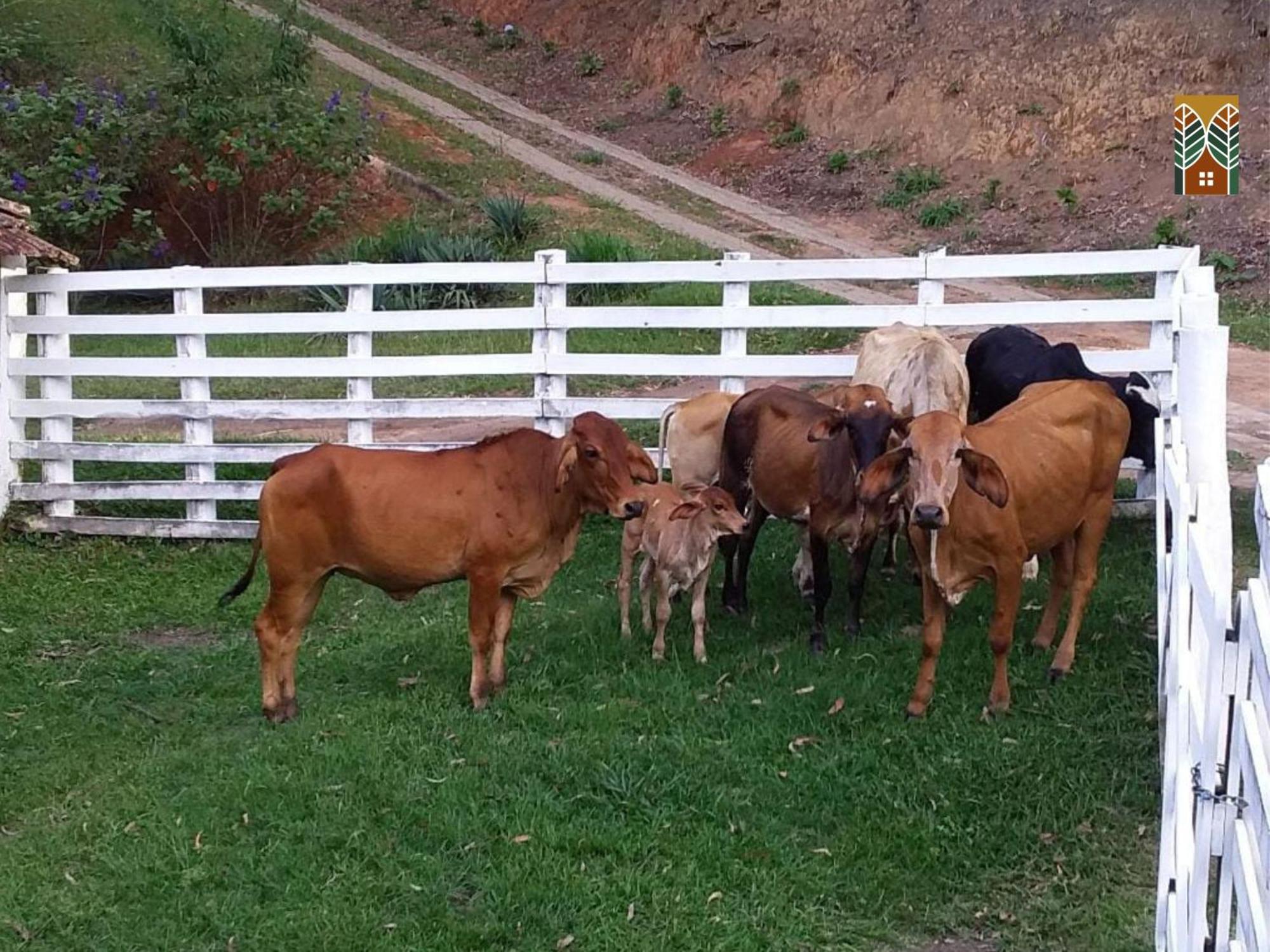 Chales Vinhas Da Harmonia L Pousada Em Cunha Sp Chambre photo